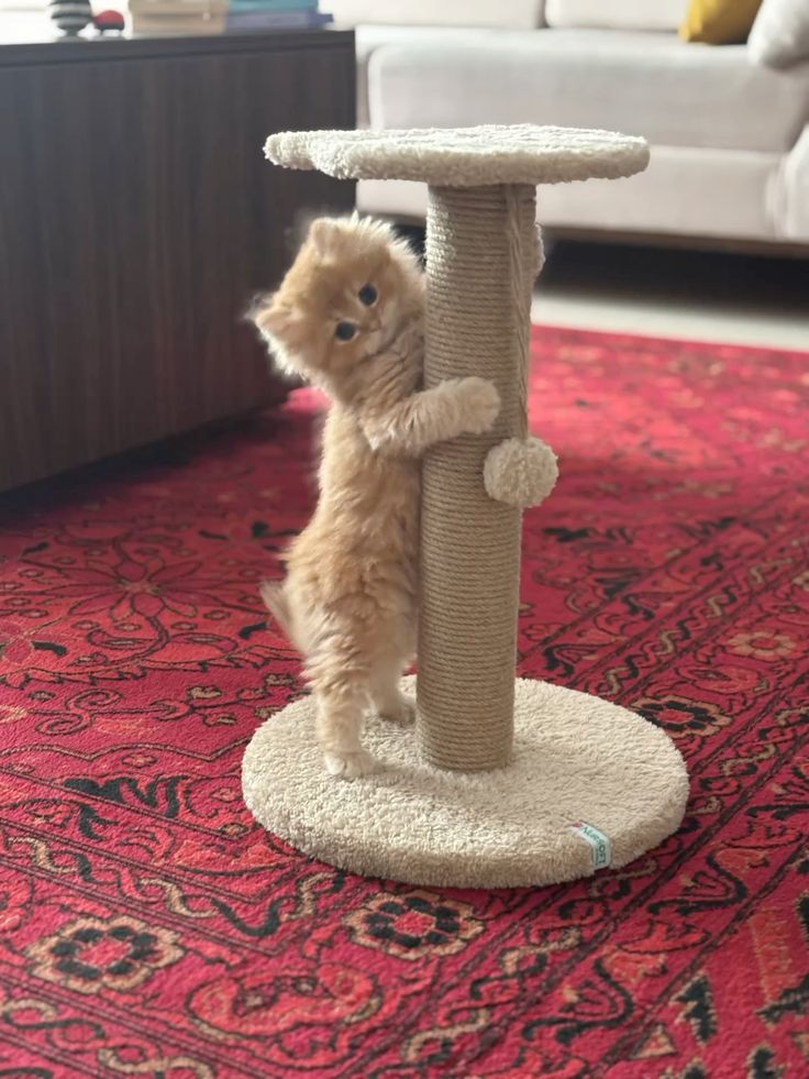 Pet enjoying interactive play at home