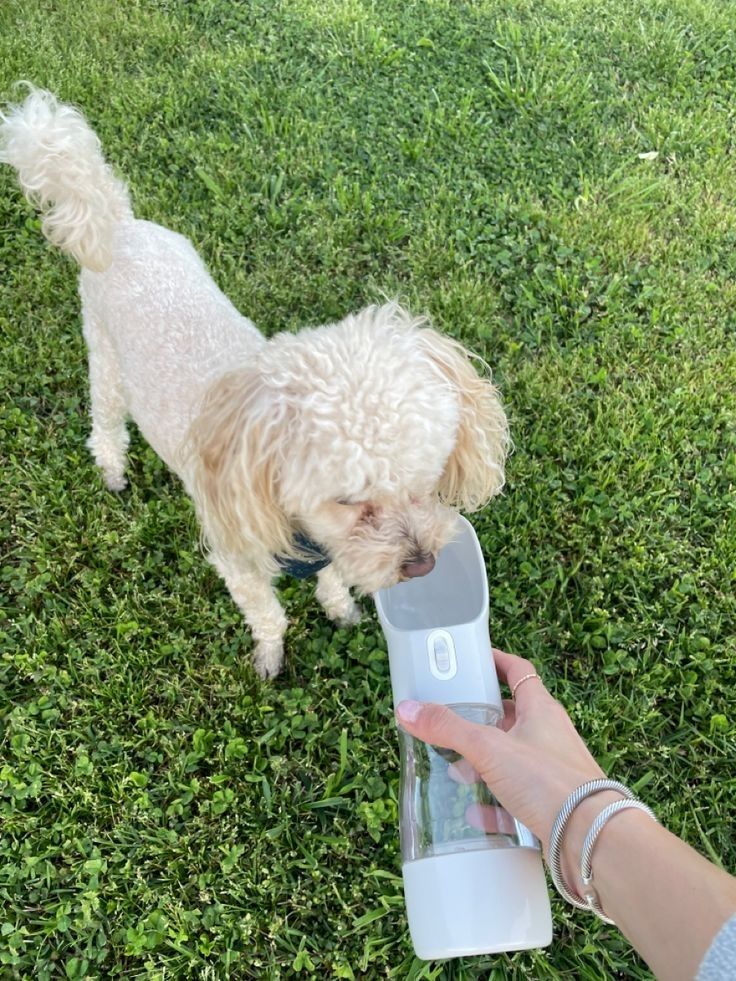 Pet and owner sharing everyday moments together