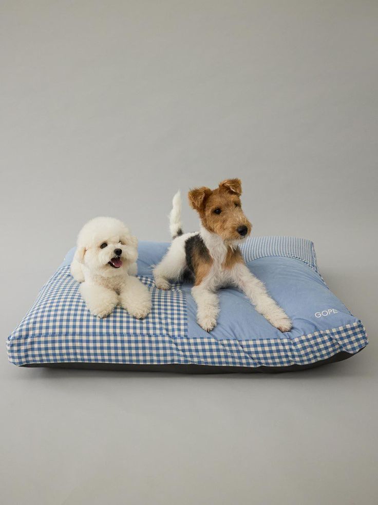 Pet resting comfortably at home