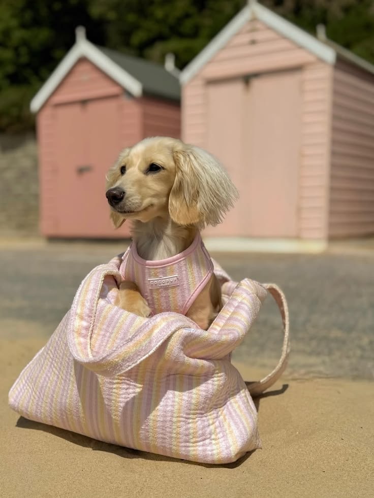 Pet traveling comfortably in a backpack