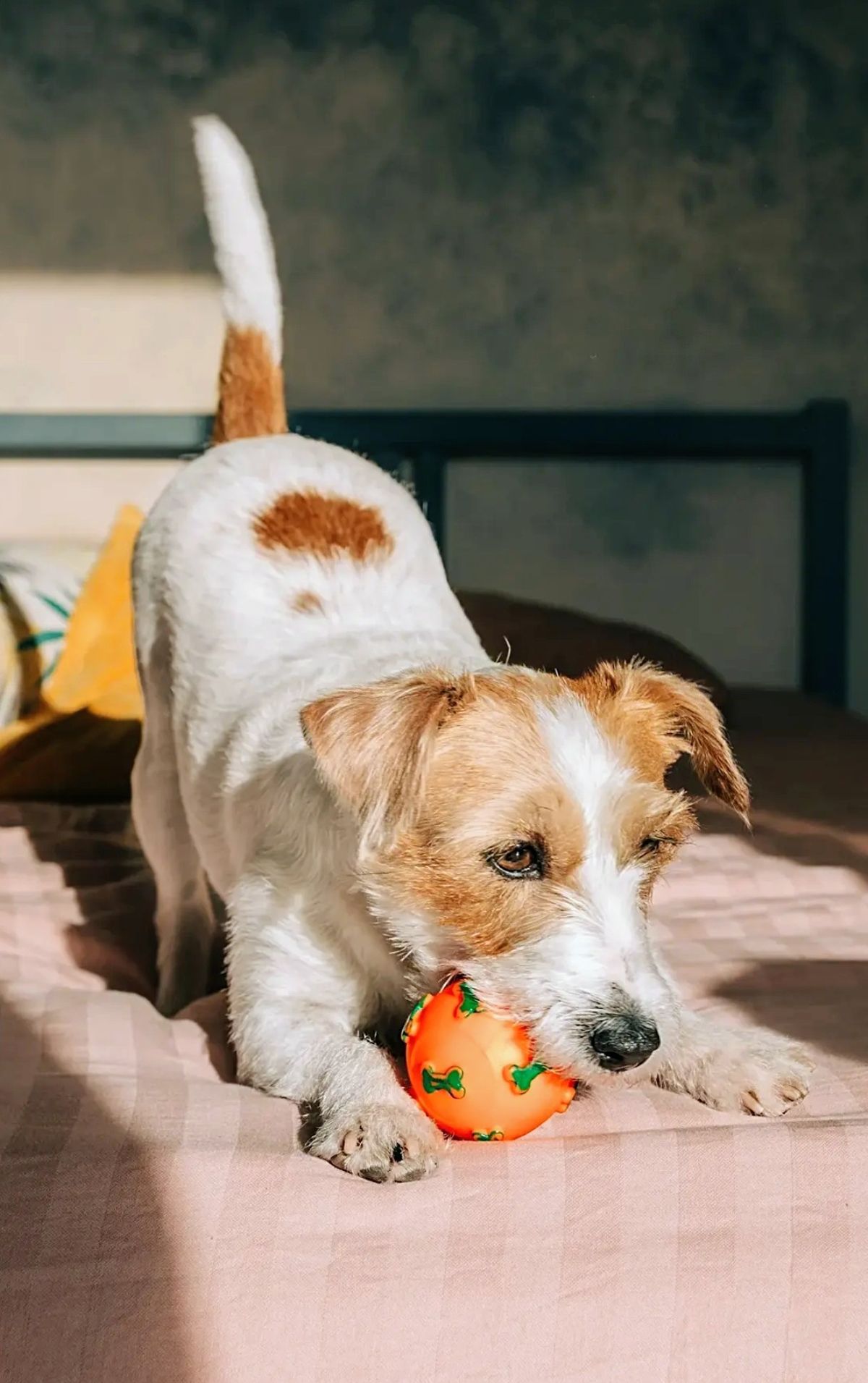 Pet enjoying a playful moment at home