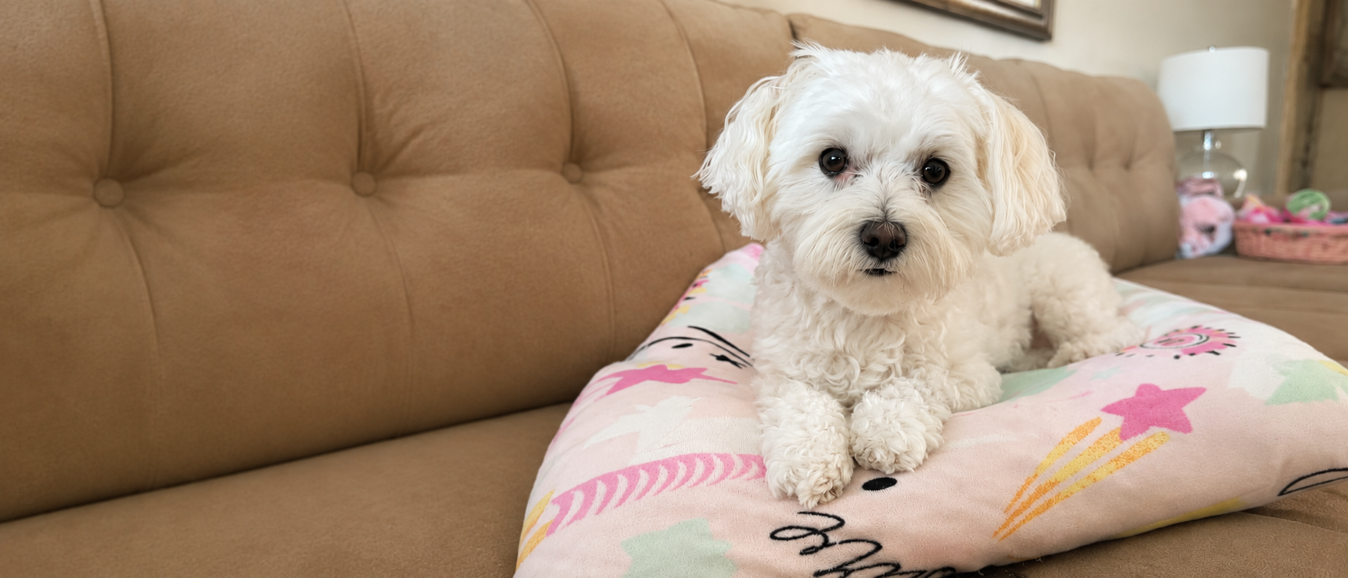Happy puppy relaxing comfortably at home